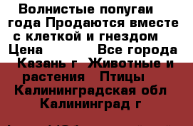 Волнистые попугаи, 2 года.Продаются вместе с клеткой и гнездом. › Цена ­ 2 800 - Все города, Казань г. Животные и растения » Птицы   . Калининградская обл.,Калининград г.